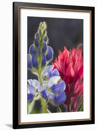 Silvery Lupine, Lavender Paintbrush-Ken Archer-Framed Photographic Print