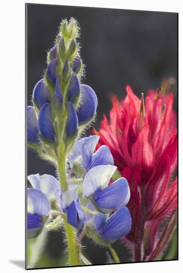 Silvery Lupine, Lavender Paintbrush-Ken Archer-Mounted Photographic Print