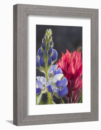 Silvery Lupine, Lavender Paintbrush-Ken Archer-Framed Photographic Print