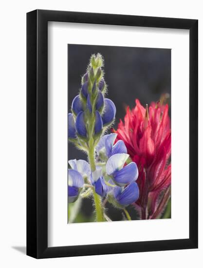 Silvery Lupine, Lavender Paintbrush-Ken Archer-Framed Photographic Print