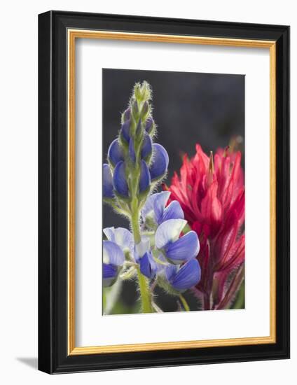 Silvery Lupine, Lavender Paintbrush-Ken Archer-Framed Photographic Print