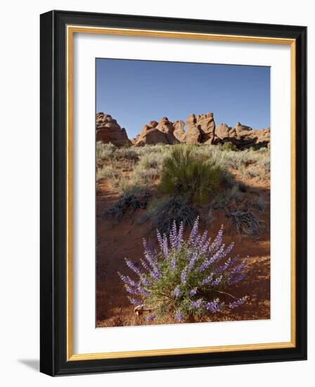 Silvery Lupine (Lupinus Argenteus) With Red Rock Fins, Arches National Park, Utah-James Hager-Framed Photographic Print