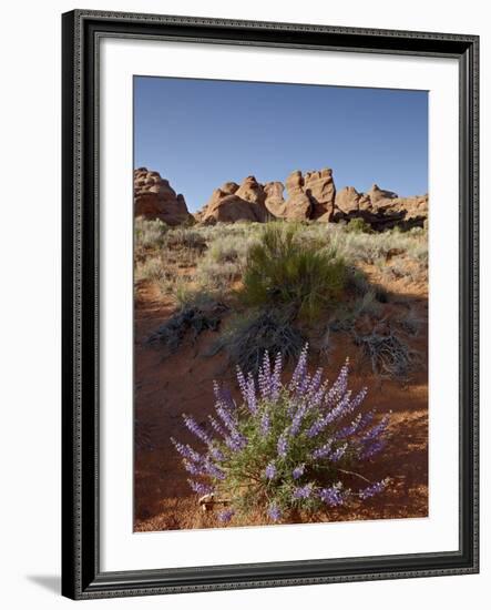 Silvery Lupine (Lupinus Argenteus) With Red Rock Fins, Arches National Park, Utah-James Hager-Framed Photographic Print