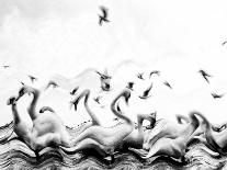 Swans waves-Silvia Dinca-Framed Photographic Print