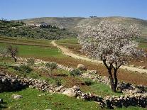 Winter Flowers and Almond Trees in Blossom in Lower Galilee, Israel, Middle East-Simanor Eitan-Photographic Print
