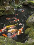 Colourful Carp in Typical Japanese Garden Pond, Higashiyama, Kyoto, Kansai, Honshu, Japan-Simanor Eitan-Framed Photographic Print