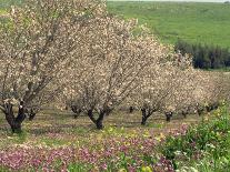 Winter Flowers and Almond Trees in Blossom in Lower Galilee, Israel, Middle East-Simanor Eitan-Photographic Print