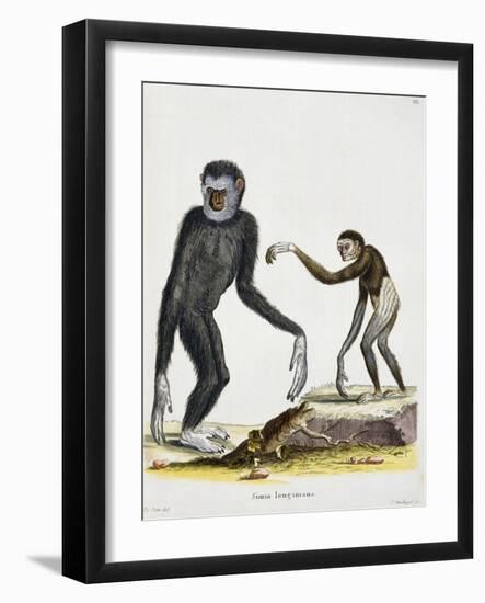 Simia Longimana (Hylobates Lar) or White-Handed Gibbon from Mammals from Illustrations of Nature wi-null-Framed Giclee Print