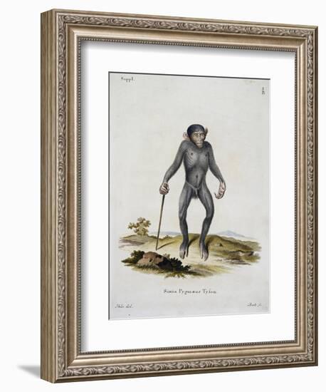 Simia Pygmaeus-null-Framed Giclee Print