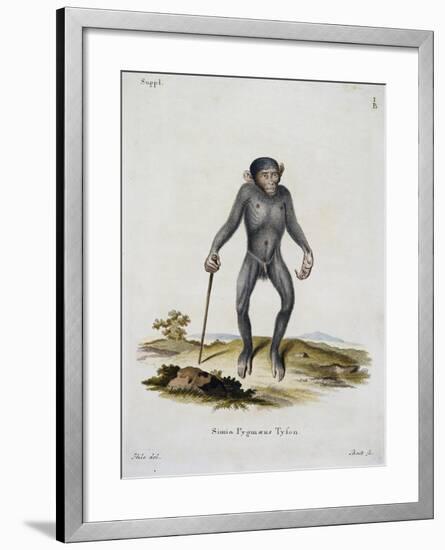 Simia Pygmaeus-null-Framed Giclee Print