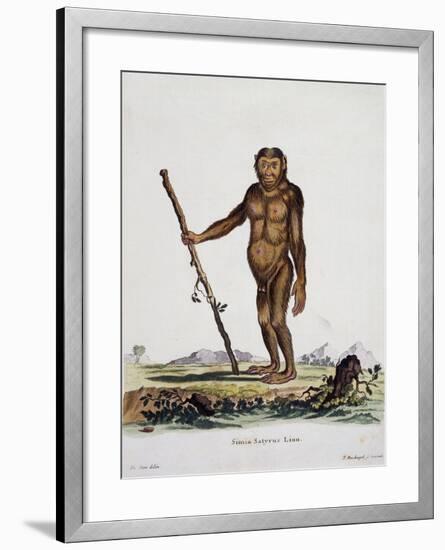 Simia Satyrus-null-Framed Giclee Print