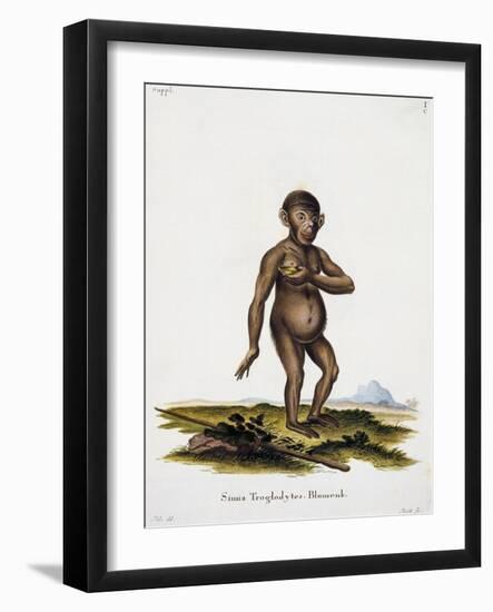 Simia Troglodytes Blumenbach (Pantroglotydes) or Common Chimpanzee from Mammals from Illustrations-null-Framed Giclee Print