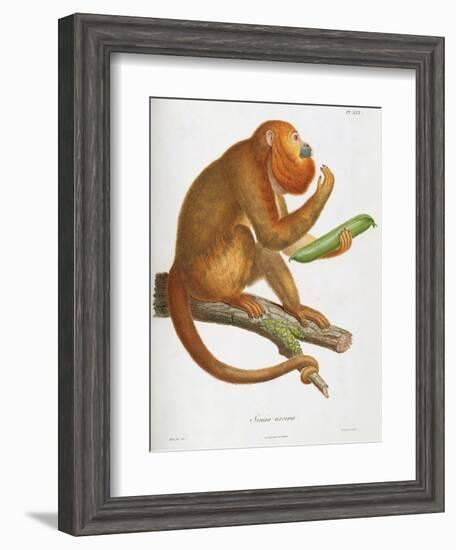 Simia Ursina-Baron Friedrich von Humboldt-Framed Giclee Print