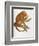 Simia Ursina-Baron Friedrich von Humboldt-Framed Giclee Print