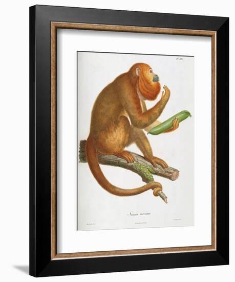 Simia Ursina-Baron Friedrich von Humboldt-Framed Giclee Print