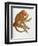 Simia Ursina-Baron Friedrich von Humboldt-Framed Giclee Print