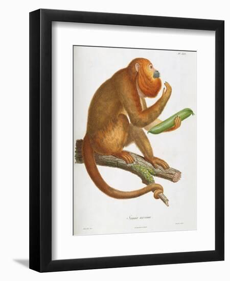 Simia Ursina-Baron Friedrich von Humboldt-Framed Giclee Print