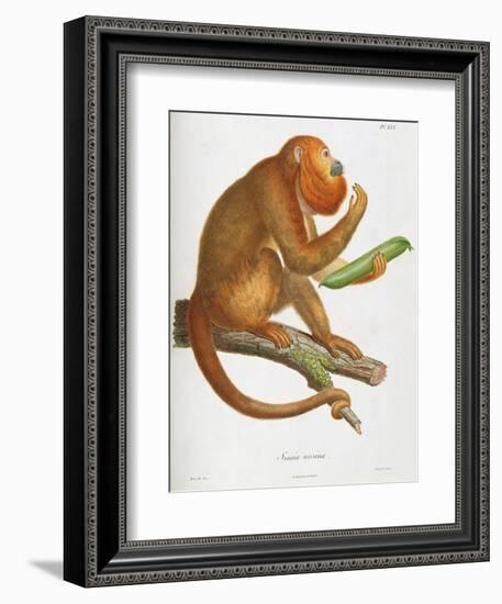 Simia Ursina-Baron Friedrich von Humboldt-Framed Giclee Print