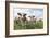 Simmental Cattle Cows in Meadow-null-Framed Photographic Print