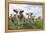 Simmental Cattle Cows in Meadow-null-Framed Premier Image Canvas