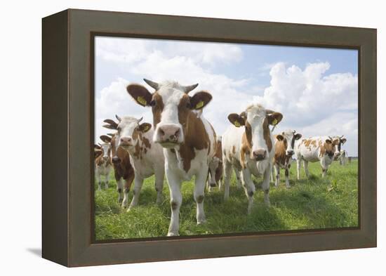 Simmental Cattle Cows in Meadow-null-Framed Premier Image Canvas