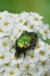 Rose Chafer Beetle (Cetonia Aurata) Feeding On Flowers, Sussex, UK, June-Simon Colmer-Photographic Print