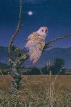 Barn Owl-Simon Cook-Giclee Print