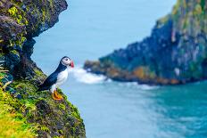 Puffin - Iceland-Simon Dannhauer-Framed Photographic Print