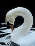 Mute Swan Male Preening, UK-Simon King-Framed Premier Image Canvas