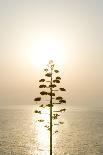 Tree, Sunset (Backlit)-Simon Plant-Photographic Print