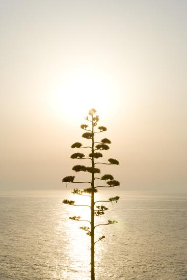 'Tree, Sunset (Backlit)' Photographic Print - Simon Plant | Art.com