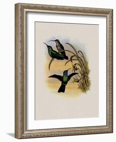 Simon's Sabre-Wing, Campylopterus Phainopeplus-John Gould-Framed Giclee Print