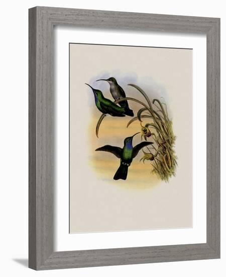 Simon's Sabre-Wing, Campylopterus Phainopeplus-John Gould-Framed Giclee Print