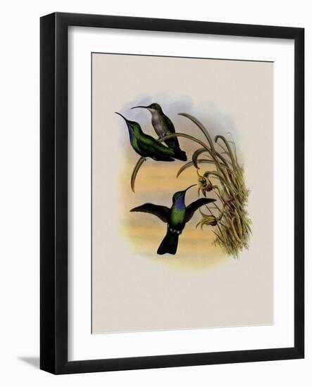 Simon's Sabre-Wing, Campylopterus Phainopeplus-John Gould-Framed Giclee Print
