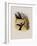 Simon's Sabre-Wing, Campylopterus Phainopeplus-John Gould-Framed Giclee Print