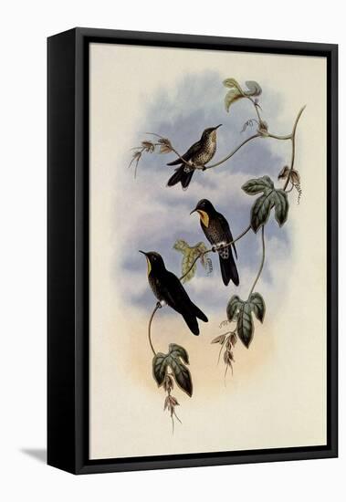 Simon's Thornbill, Rhamphomicron Dorsale-John Gould-Framed Premier Image Canvas