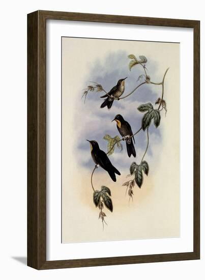 Simon's Thornbill, Rhamphomicron Dorsale-John Gould-Framed Giclee Print