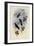 Simon's Thornbill, Rhamphomicron Dorsale-John Gould-Framed Giclee Print