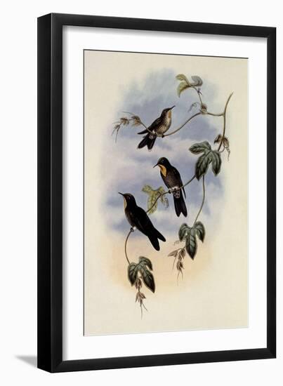 Simon's Thornbill, Rhamphomicron Dorsale-John Gould-Framed Giclee Print