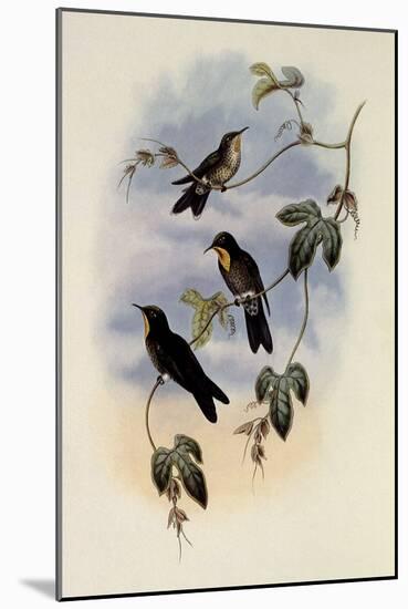 Simon's Thornbill, Rhamphomicron Dorsale-John Gould-Mounted Giclee Print