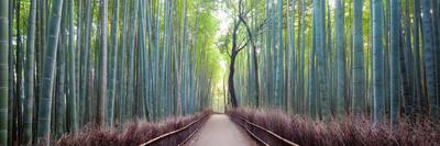 Arashiyama Bamboo Grove, Kyoto, Japan-Simonbyrne-Framed Premier Image Canvas