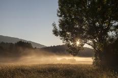 Austria, Carinthia, mountain wood, fog,-Simone Wunderlich-Photographic Print