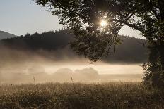 Fog on a Summer Morning-Simone Wunderlich-Photographic Print