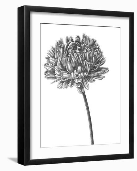 Simple Floral - Bud-Lucy Francis-Framed Giclee Print