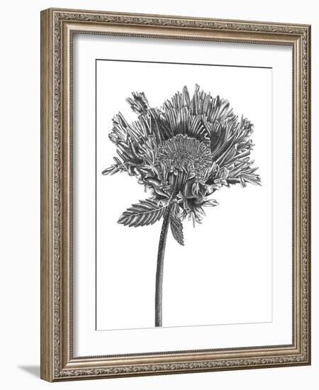 Simple Floral - Grow-Lucy Francis-Framed Giclee Print