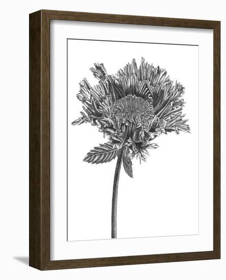 Simple Floral - Grow-Lucy Francis-Framed Giclee Print