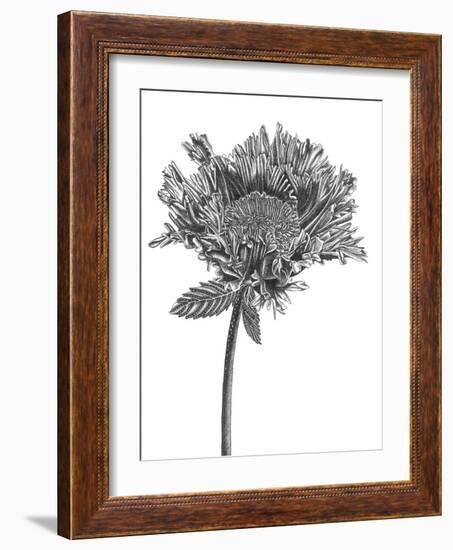 Simple Floral - Grow-Lucy Francis-Framed Giclee Print