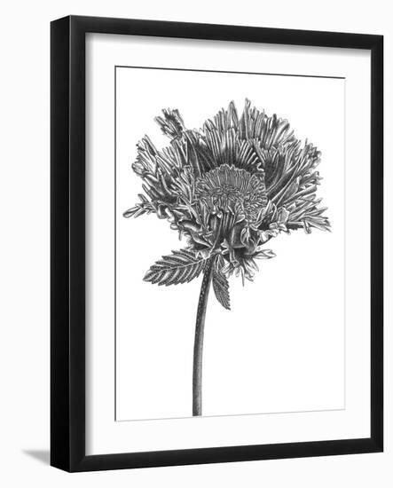 Simple Floral - Grow-Lucy Francis-Framed Giclee Print