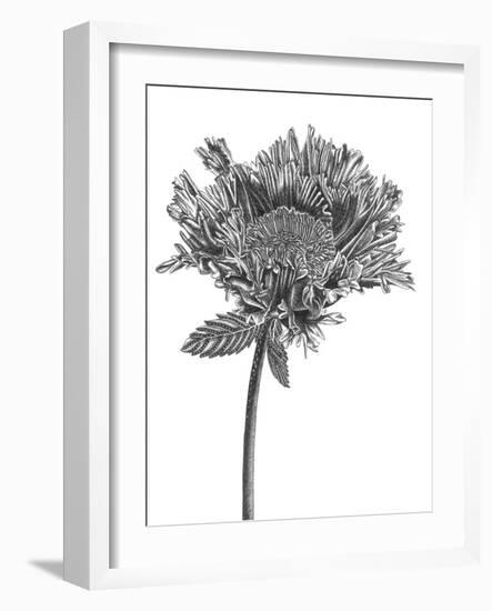 Simple Floral - Grow-Lucy Francis-Framed Giclee Print