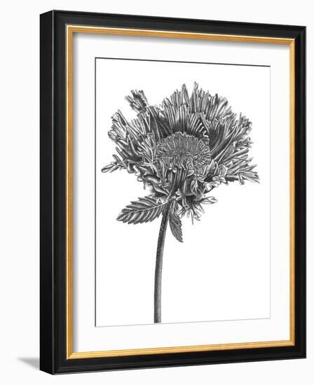 Simple Floral - Grow-Lucy Francis-Framed Giclee Print